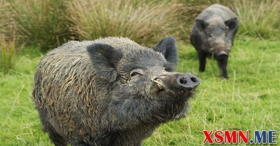 Mơ thấy heo rừng đẻ con đánh con số bao nhiêu