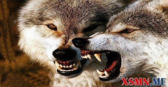 Ý nghĩa giấc mơ thấy con chó sói