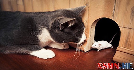 Giải mã giấc mơ thấy con chuột