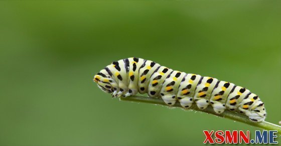 Ngủ mơ thấy sâu đánh con gì