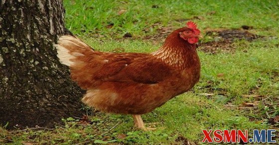 Chiêm bao thấy gà mái có ý nghĩa gì