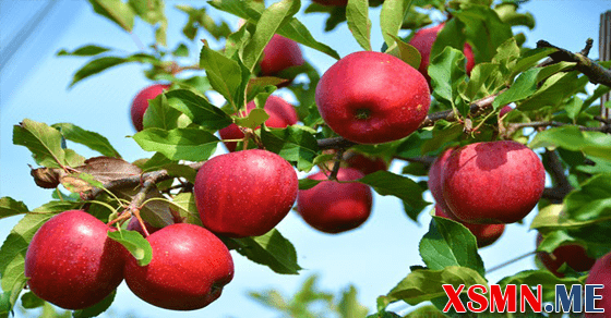 Mơ thấy cây nhiều quả đem lại vận may