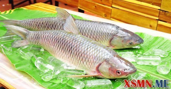 Ý nghĩa giấc mơ thấy cá trắm