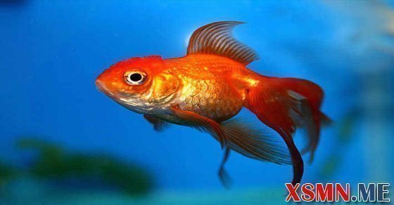 Giải mã giấc mơ thấy cá vàng