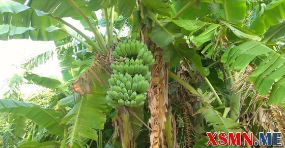 Mơ thấy cây chuối điềm báo hung hay cát