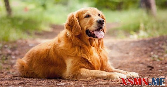 Nằm mơ thấy chó vàng là điềm báo gì
