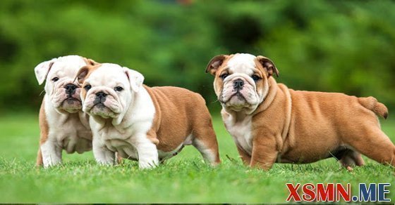 Mơ thấy đàn chó điềm báo hung hay cát