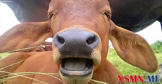 Ý nghĩa giấc mơ thấy con bò