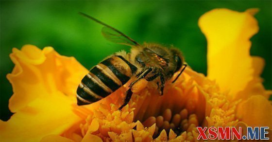Chiêm bao mơ thấy ong là điềm bao hung hay cát