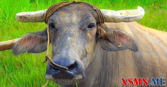 Ý nghĩa giấc mơ thấy con trâu