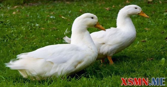 Mơ thấy con vịt là điềm báo gì