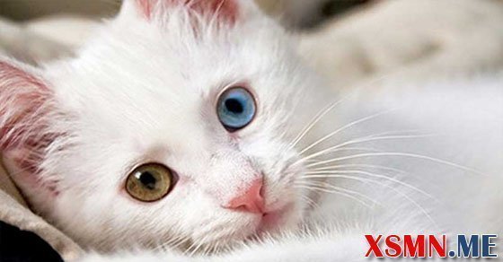 Giải mã giấc mơ thấy mèo trắng