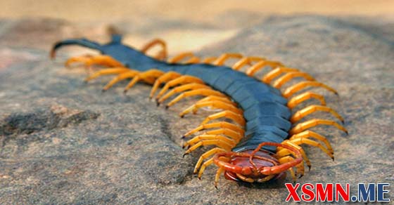 Giải mã giấc mơ thấy rắn rết