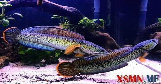 Ý nghĩa giấc mơ thấy cá lóc, cá chuối