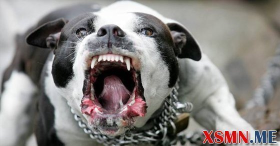 Nằm mơ thấy chó cắn là điềm báo gì