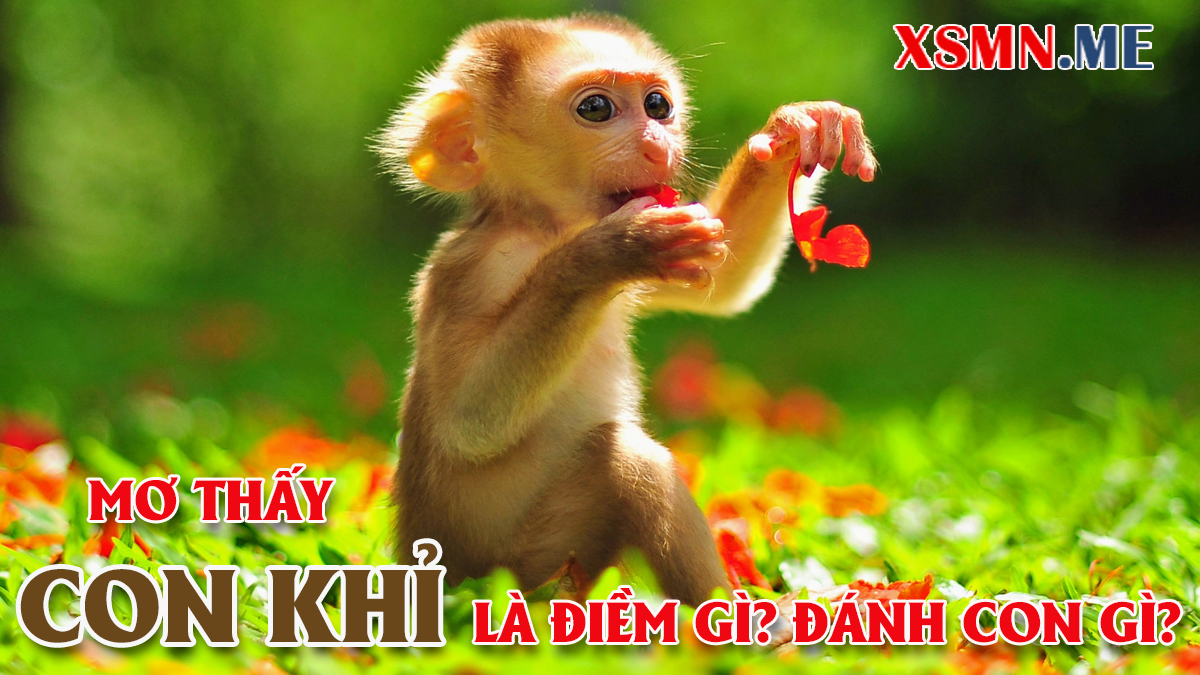 Giải mộng chiêm bao thấy con khỉ