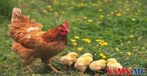 Ngủ mơ thấy đàn gà đánh số nào