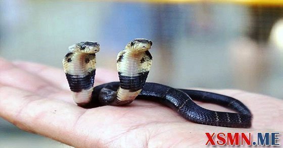 Mơ thấy rắn 2 đầu là điềm báo gì