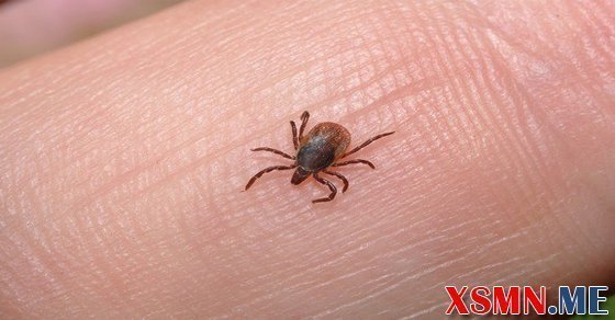 Chiêm bao mơ thấy con ve chó