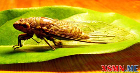 Chiêm bao thấy ve sầu đánh con số gì
