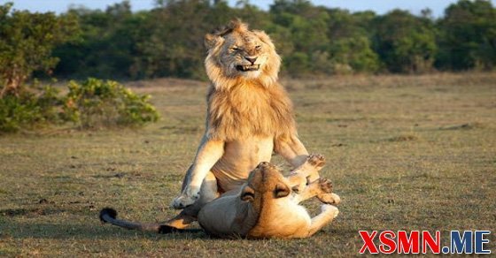 Mộng sư tử có ý nghĩa gì