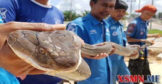 Chiêm bao mơ bắt rắn là điềm báo hung hay cát