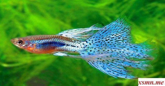 Mơ thấy cá bảy màu