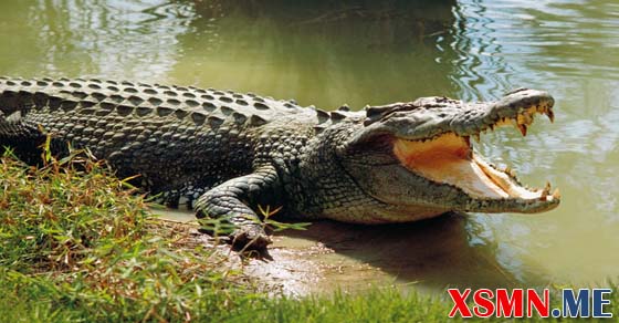 Mơ thấy cá sấu đánh số mấy