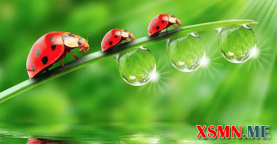 Giải mã giấc mơ thấy côn trùng báo điềm may rủi