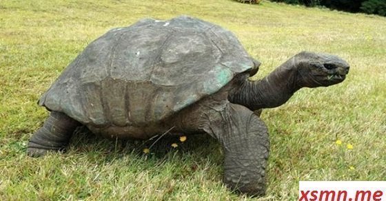 Giải mộng đoán điềm chiêm bao thấy rùa
