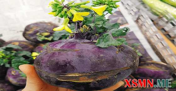 Mơ thấy củ su hào nở ra hoa