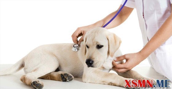 Mơ thấy chó chết đánh con số gì