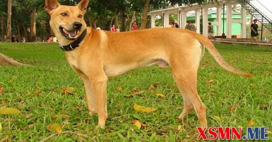 Chiêm bao chó vàng đánh số mấy
