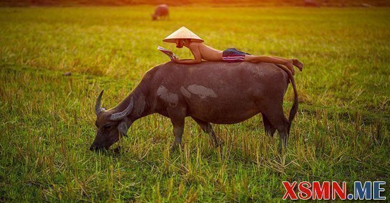 Chiêm bao mơ con trâu đánh con gì