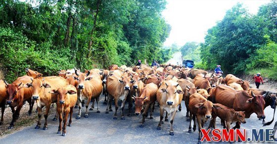 Ngủ mơ đàn bò đánh số bao nhiêu