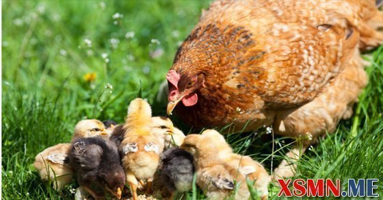 Mơ thấy gà mái đánh con số gì