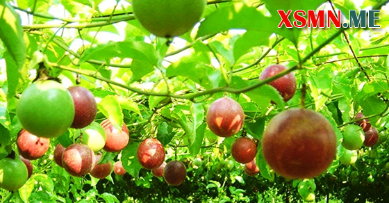 Mơ thấy cây ra nhiều quả là giấc mơ may mắn