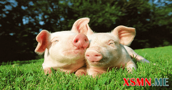 Giải mã giấc mơ thấy heo đẻ, lợn đẻ con