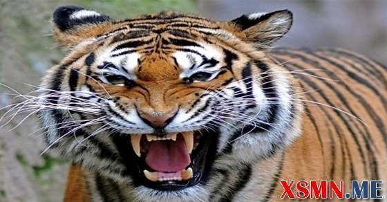 Nằm mơ thấy hổ đánh con gì