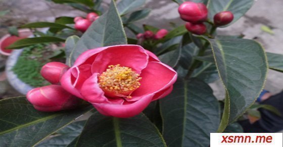 Mơ thấy hoa nở