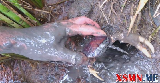 Mơ thấy đi bắt cua có ý nghĩa gì