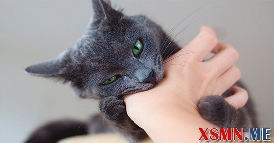 Nằm mơ thấy mèo cắn đánh con gì