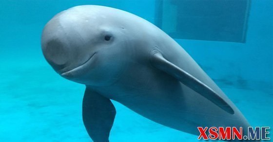 Mơ thấy cá heo đánh con số bao nhiêu