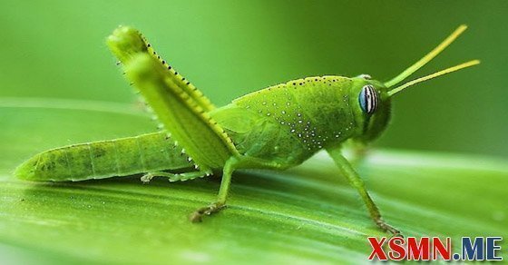 Chiêm bao thấy cào cào đánh số gì