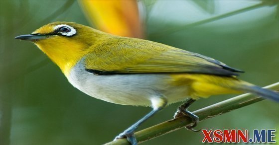 Nằm mơ thấy chim đánh số mấy