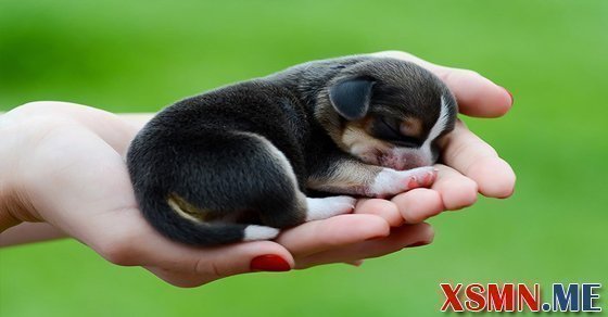 Mơ thấy chó con đánh số mấy