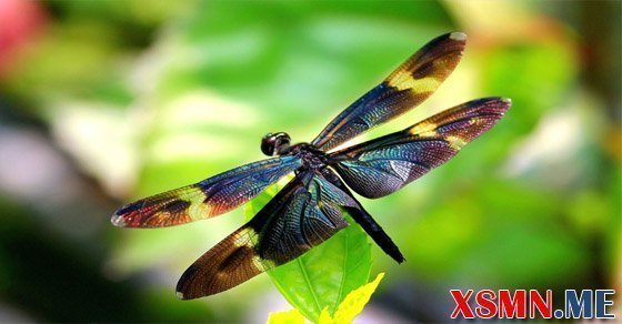 Ngủ mơ thấy con chuồn chuồn đánh số mấy