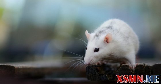 Mơ chuột chạy vào nhà đánh đề con gì