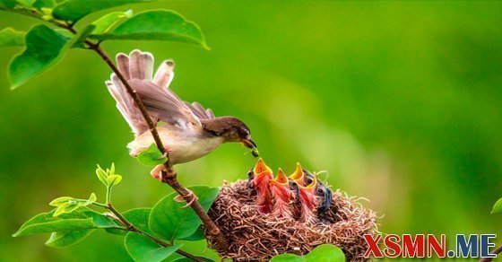 Nằm mơ thấy chim là điềm báo gì