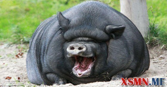 Chiêm bao mơ thấy con heo là điềm báo gì